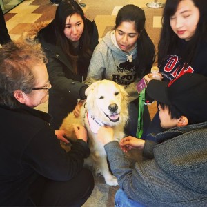 AJ, a golden retriever, is clearly popular.